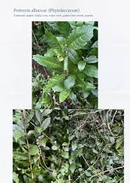 Image result for Petiveria