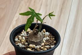 Image result for Adenia stenodactyla