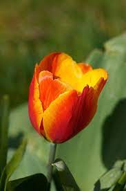 Tulips Tulips Tulips Flowers Flowers