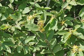 Image result for Grewia flavescens