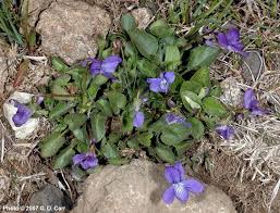 Image result for Viola abyssinica