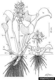 Image result for Monochoria africana