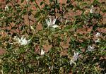 Image result for Bauhinia macrantha