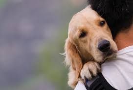 A pet medication without a veterinary prescription is often not as potent as most pet drugs prescribed by a licensed veterinarian. 9 Human Medications That Are Safe For Sick Pets Petmd