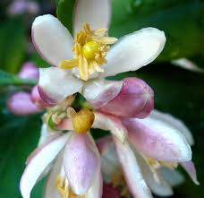 The key lime is smaller, seedier, has higher acidity, stronger aroma, and thinner rind than the persian lime (citrus × latifolia). How To Grow A Key Lime Tree Indoors Or Outdoors Dengarden