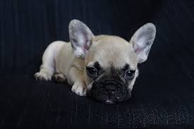 It can take your puppy dr. 6 Best Foods For French Bulldog Puppies January 2021 Doggie Designer
