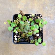 Image result for Loxodera bovonei