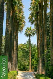 Image result for Raphia ruwenzorica