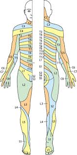 The Peripheral Nervous System Cranial And Spinal Nerves