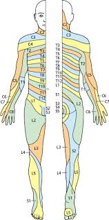 the peripheral nervous system cranial and spinal nerves