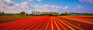 Pierwsze tulipany pojawiły się w holandii w 1594 r. Tulipany W Holandii