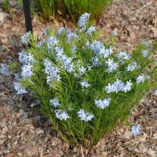 Five other native species of coreopsis grow in missouri. Missouri Native Plants Sugar Creek Gardens