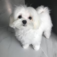 Find maltese puppies for sale and dogs for adoption. Male Maltese For Sale Off 64 Www Usushimd Com