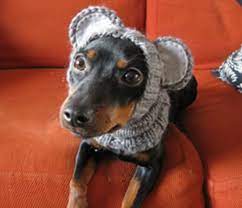 Knitted Dog Hats With Ears Easy Free Patterns Crochet Dog Hat Knitting Patterns For Dogs Dog Snood