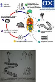 Grátis: roteiro parasito - Material Claro e Objetivo em PDF para Estudo  Rápido