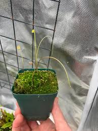 Image result for Utricularia sp.no.1