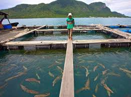 Crab farming practices in malaysia. Aqua Farm Construction Fish Farming Shrimp Farm Contractor Malaysia