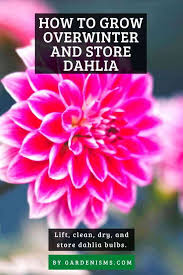 How To Overwinter And Store Dahlia Gardenisms