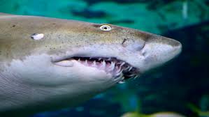 My illustration of a tiger shark tooth is now is sticker form! Slow Motion Tiger Shark Teeth Stock Footage Video 100 Royalty Free 1011436406 Shutterstock