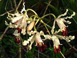 National Flower Of Cayman Wild Banana Orchid Orchids Orchid Care Botanic Park