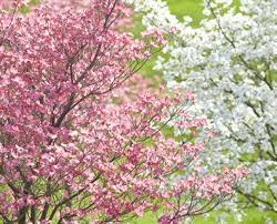 Check spelling or type a new query. Flowering Dogwood Tree Everything You Need To Know