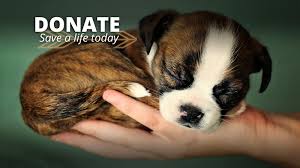 Visit petsmart's everyday dog or cat adoption centers or, at select locations, adopt a variety of small pets or reptiles. Agape Animal Rescue Adopt Volunteer Foster Donate
