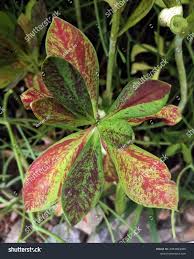Image result for Euphorbia grantii