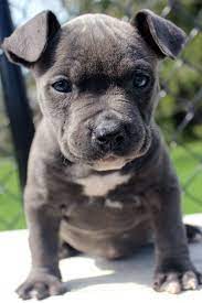 Xl Female Blue Pitbull Female Puppy Blue Nose Pitbull Puppies Pitbull Puppies Pitbull Puppies For Sale