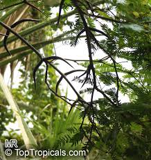 Image result for Acacia cornigera