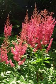 Die Besten Blumen Fur Den Schatten Schattenpflanzen Garten Bepflanzen Schattenpflanzen Garten