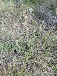 Image result for Aspidoglossum biflorum