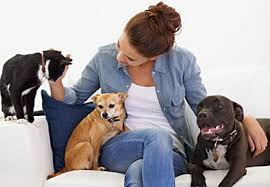 Invasion De Puces Que Faire Contre Les Puces Tout Pratique Puces Chien Animal Domestique Comment Eliminer Les Puces