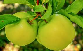 Choosing a variety of trees that can handle salt, weird winters, difficult storm events and new insect predators is the best way to ensure your landscape remains healthy and vibrant. Best Fruit Trees To Grow In Northern Virginia Green Vista Tree Care