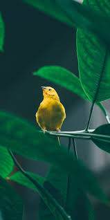 Cute Bird On Branch Drawing Small Cute Yellow Bird Tree Branch 1080x2160 Wallpaper Bird Wallpaper Bird Photo Beautiful Birds