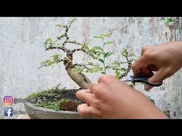 Membuat Bonsai Serut Mini Gaya Grouping Streblus Asper Forest Style Youtube