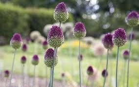 Which Gardening Selects Seven Of The Best Alliums For Your Garden Hibiscus Plant August Flowers Globe Flower