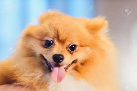 For best results, we recommend deshedding your pet immediately after washing and drying. Cute Pomeranian Dog With Red Hair Like A Fox Resting On A Chair Spitz Dog Before Shearing Horizontal Portrait Stock Photo Picture And Royalty Free Image Image 101223017