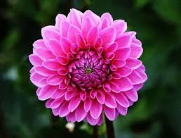 100% grow guarantee · free ship on orders $15+ · sale up to 75% off How To Grow Dahlias Gardening Channel