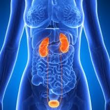 Image result for Urelytrum