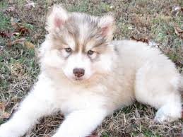 Check spelling or type a new query. Golden Pomeranian Husky Novocom Top
