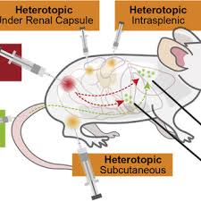 That's why it is so important to keep up with routine (this is called the grade.) how quickly the cells divide. Murine Models Of Colorectal Cancer Metastasis Rely Largely On Download Scientific Diagram