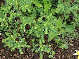 Image result for Moraea niassensis