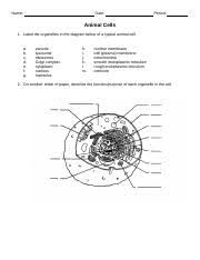 Maybe you would like to learn more about one of these? Ws Cell Diagrams Doc Name Date Period Animal Cells 1 Label The Organelles In The Diagram Below Of A Typical Animal Cell A B C D E F G Vacuole Course Hero