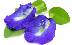 Image result for Clitoria ternatea