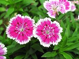 Pin On Edible Flowers