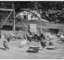 200+ Chicken Coop Old Farm Old Fashioned Stock Photos ...