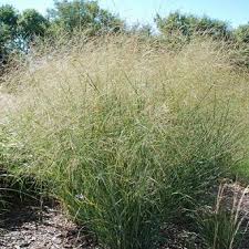 Image result for Panicum eickii