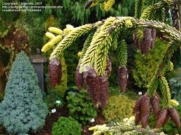 Find help & information on picea orientalis 'skylands' oriental spruce 'skylands' from the rhs. Plantfiles Pictures Picea Oriental Spruce Skylands Picea Orientalis By Kniphofia