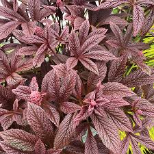 Image result for Searsia rogersii