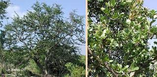 Image result for Strychnos madagascariensis
